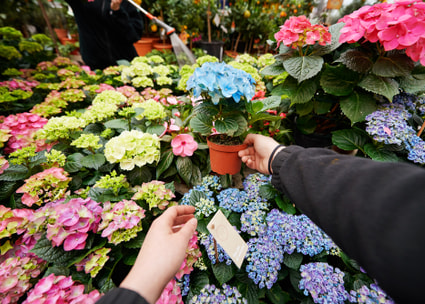 Mani tengono un vaso di fiori Mani tengono un vaso di fiori